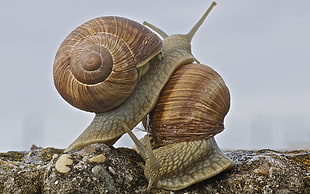 two brown snails