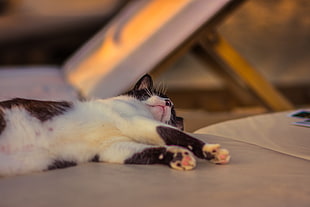 black and white fur cat
