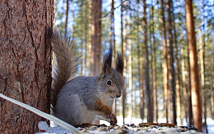 gray squirrel, animals, winter, squirrel HD wallpaper
