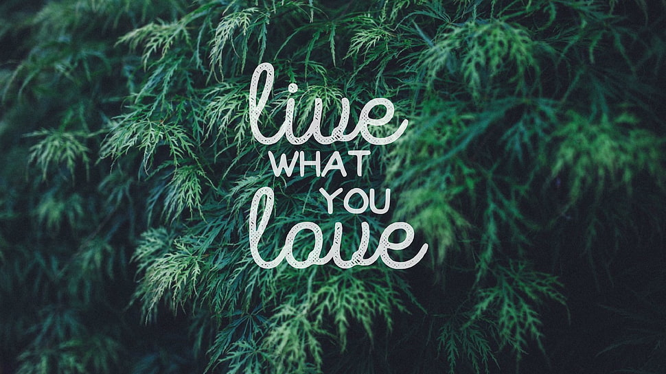 live what you love sign, quote, typography, love HD wallpaper