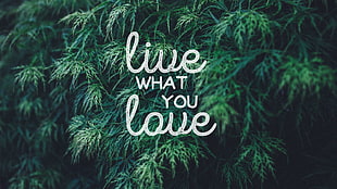 live what you love sign, quote, typography, love