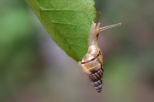 snail on green leaf macro photography