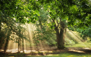green and brown tree painting, nature, trees, sunlight, sun rays
