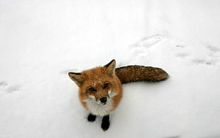 brown and white fox lying on white surface