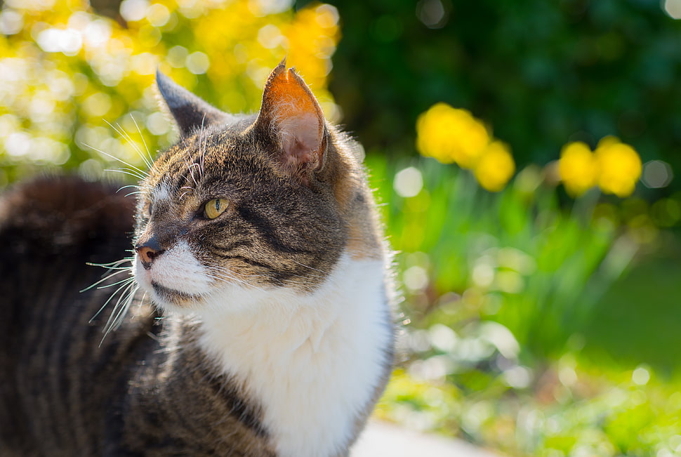 short-fur brown and white cat HD wallpaper