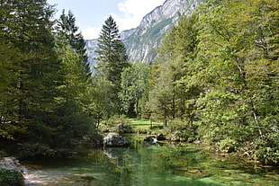 green trees, Slovenia, Bohinj, nature, mountains