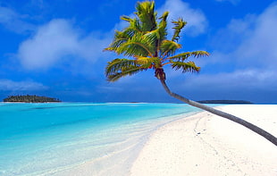 coconut tree on seashore during daytime