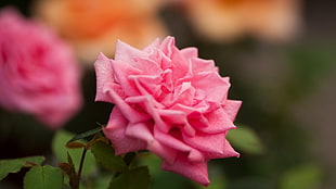 pink petaled flower, rose, pink roses, flowers, nature HD wallpaper