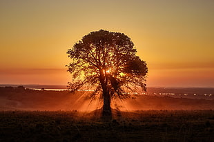 silhouette photo of tree during golden hour HD wallpaper
