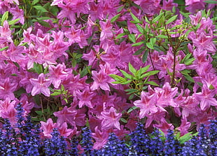 pink petaled flower garden HD wallpaper