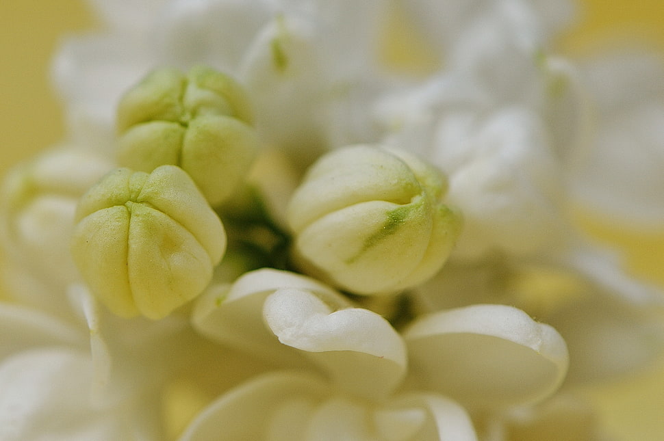 macro shot of white flower HD wallpaper