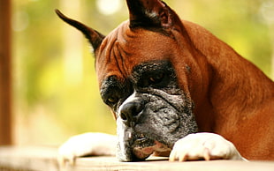 tan and white Boxer dog close-up photo