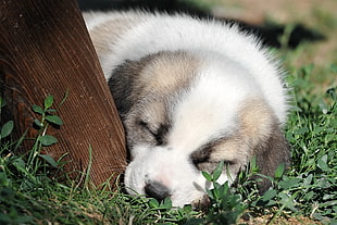 white and brown Pomeranian puppy sleeping on green grasses