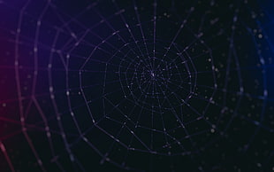 closeup photo of spider web