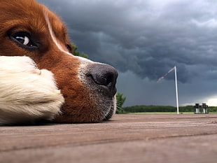closeup photo of dog prone lying on floor at cloudy day HD wallpaper