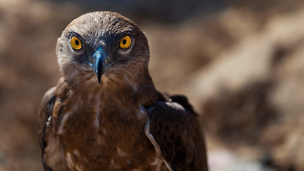 brown and white eagle hunting during daytime HD wallpaper