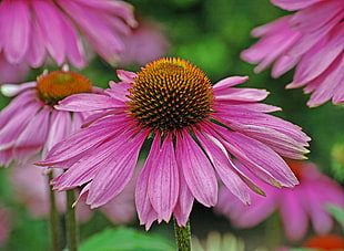 selective focus photography of pink petaled flower, purple coneflower