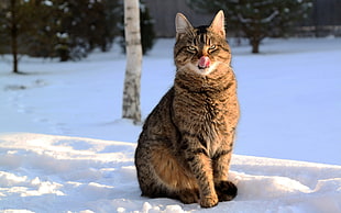 brown tabby cat on snow closeup photography