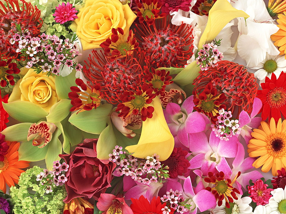 red, yellow, and pink petaled flowers HD wallpaper