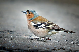 selective focus photography of Common Chaffinch HD wallpaper