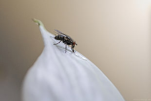 tilt shift lens photography of a fly on white flower petal HD wallpaper