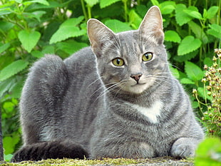 gray and white short-coat cat near green leaf plants