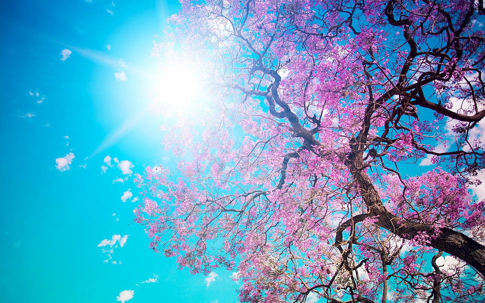 pink cherry blossom tree under blue sky HD wallpaper