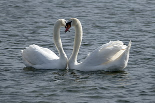 two white swans bumping heads
