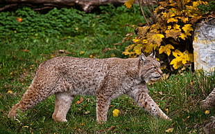 lynx cat walks in grass field at daytime HD wallpaper