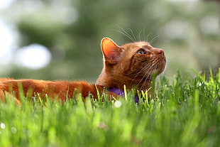 orange tabby cat laying down on green grasses