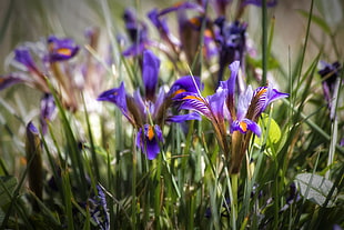 selective focus photo of purple Iris flowers HD wallpaper