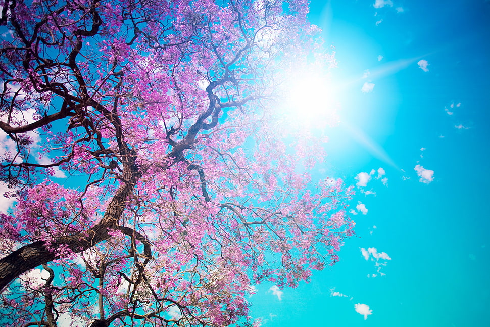 low angle photography of Cherry Blossom Tree with blue sky HD wallpaper