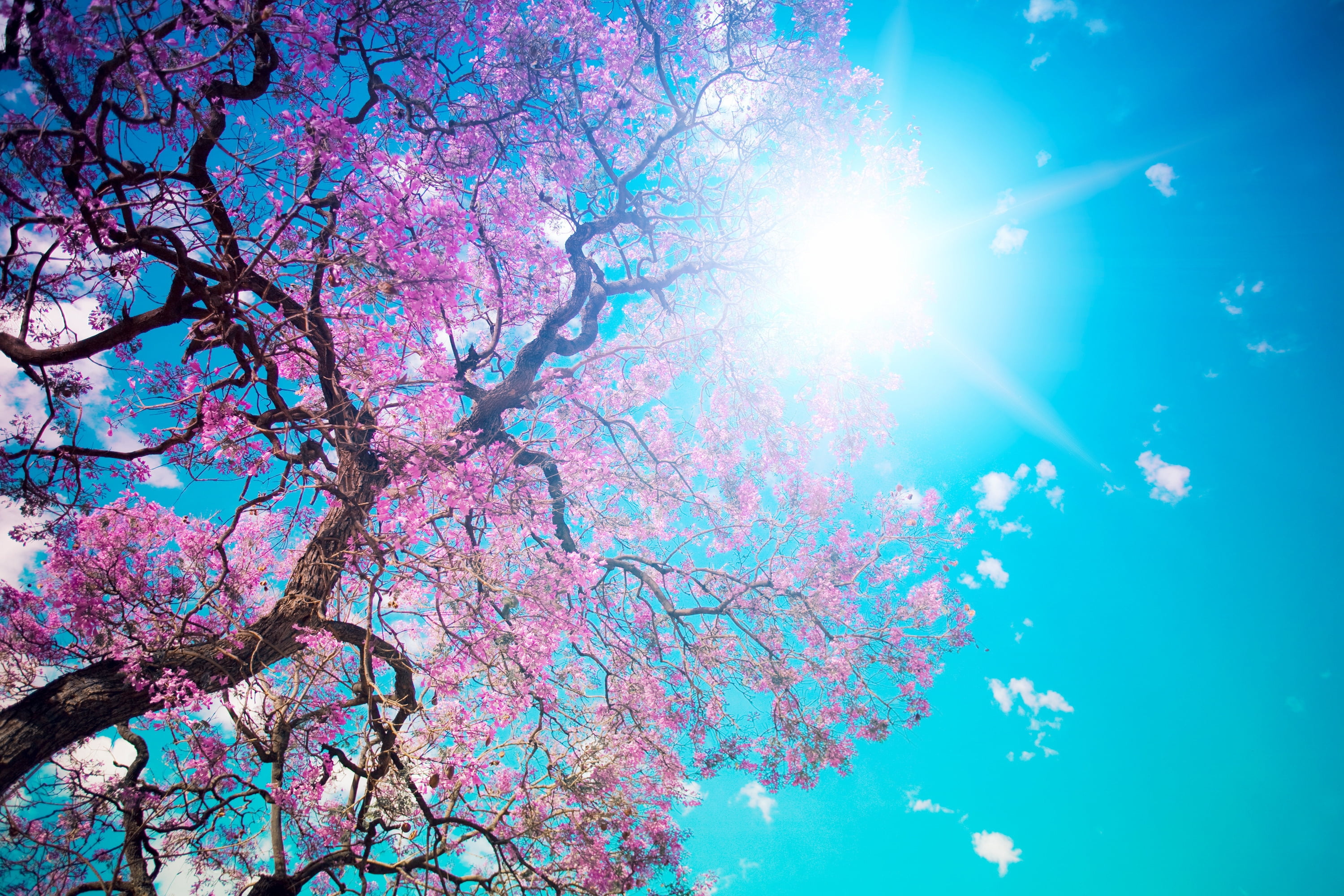 low angle photography of Cherry Blossom Tree with blue sky