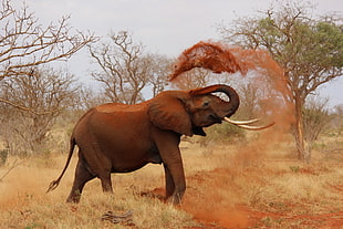 brown elephant on grass field throwing soil during daytime