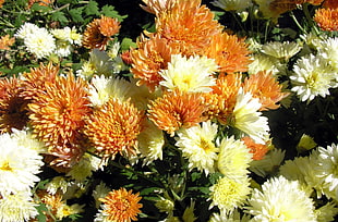 bed of orange and white petaled flowers