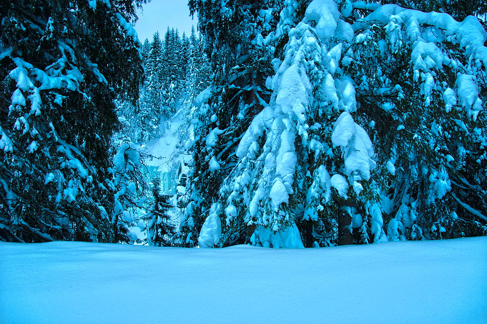 green trees during winter at daytime HD wallpaper