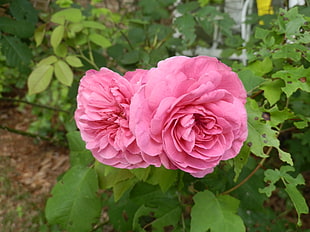 pink petaled flower, rose, flowers, pink roses