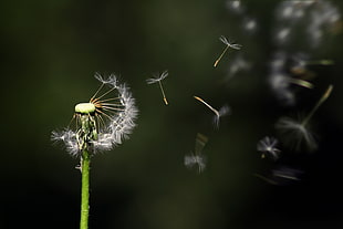 focus photography of dandelion