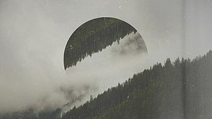 grayscale photo of trees under moon