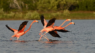 three orange flamingos, animals, nature, flamingos, birds HD wallpaper