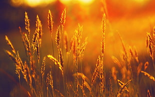 wheat grains HD wallpaper