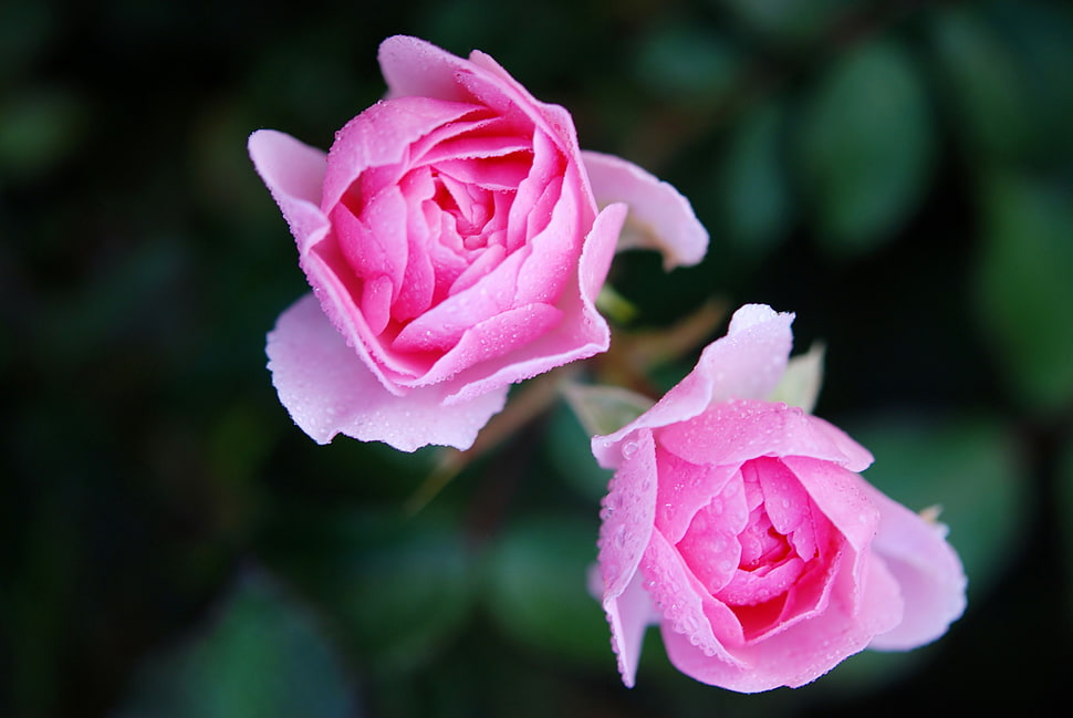 two pink roses with dew HD wallpaper