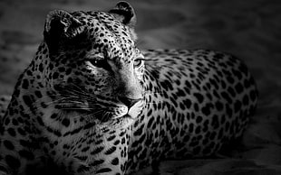 leopard illustration, animals, jaguars, monochrome HD wallpaper