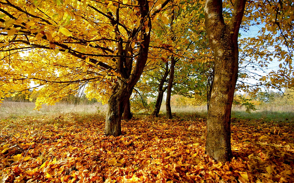brown trees with dried leaves on ground HD wallpaper