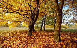 brown trees with dried leaves on ground