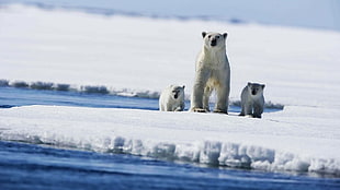 polar bear with two cubs on snow at daytime