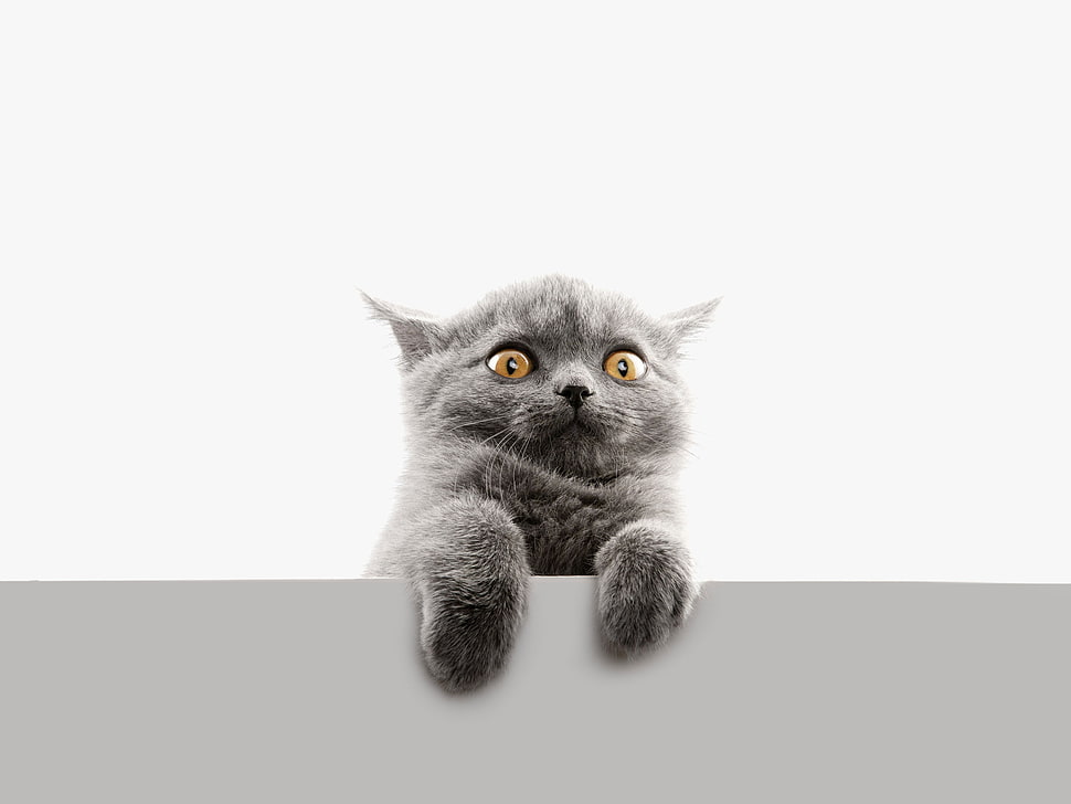 gray cat, cat, animals HD wallpaper