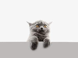 gray cat, cat, animals HD wallpaper