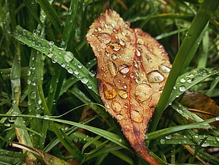 droplets of brown withered leaf with green grass