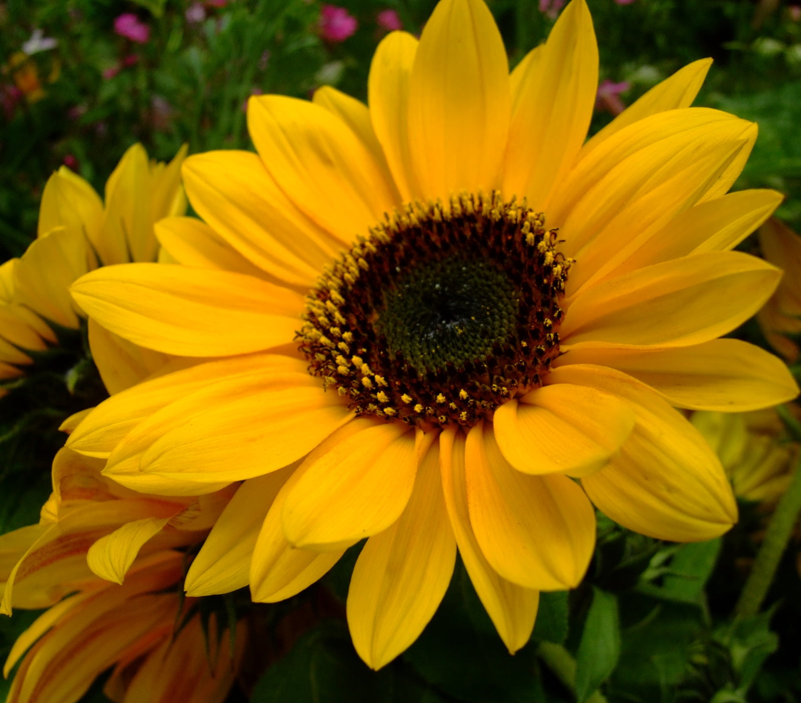 yellow Daisy Flower